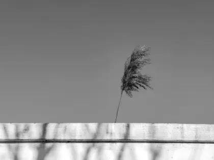 Jazz Casino Aplicación móvil